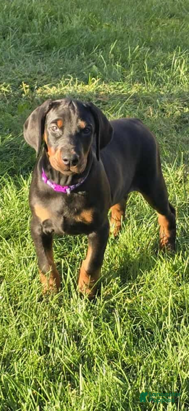 Doberman Pinscher dogs Missy - Ad 14