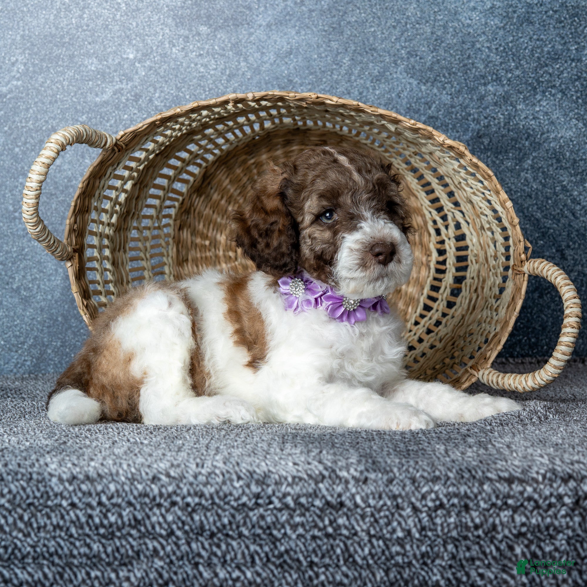Goldendoodle dogs for sale: Ms. Caramel Latte - Chocolate-Caramel-and-White Parti Goldendoodle - Ad 2