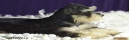 Miniature Schnauzer dogs for sale: Sparkles - Ad 5