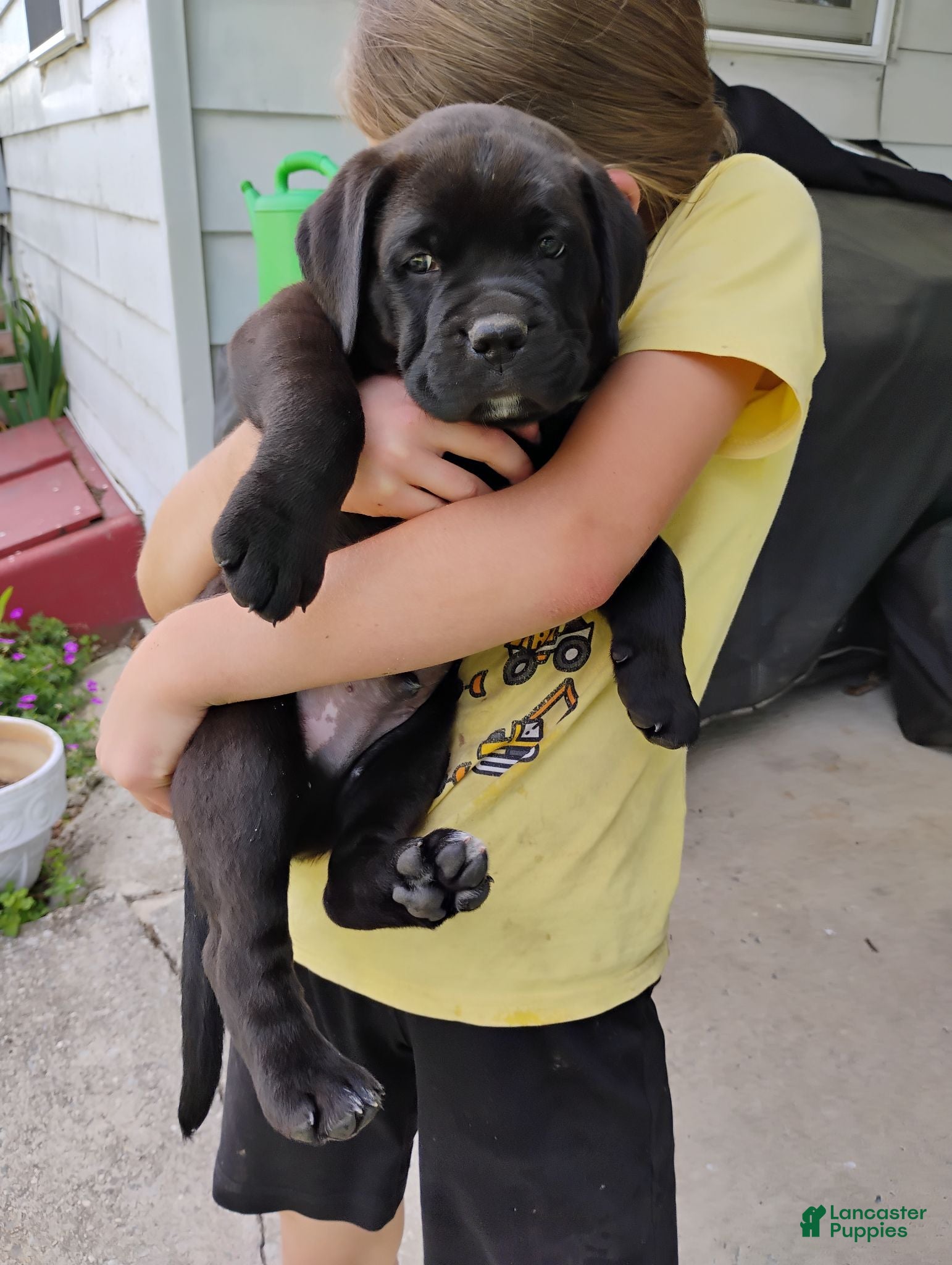 Boxador dogs Clark - Ad 1