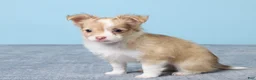Chihuahua dogs for sale: Minty - Ad 2