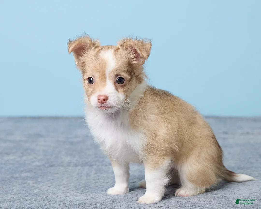 Chihuahua dogs for sale: Minty - Ad 2