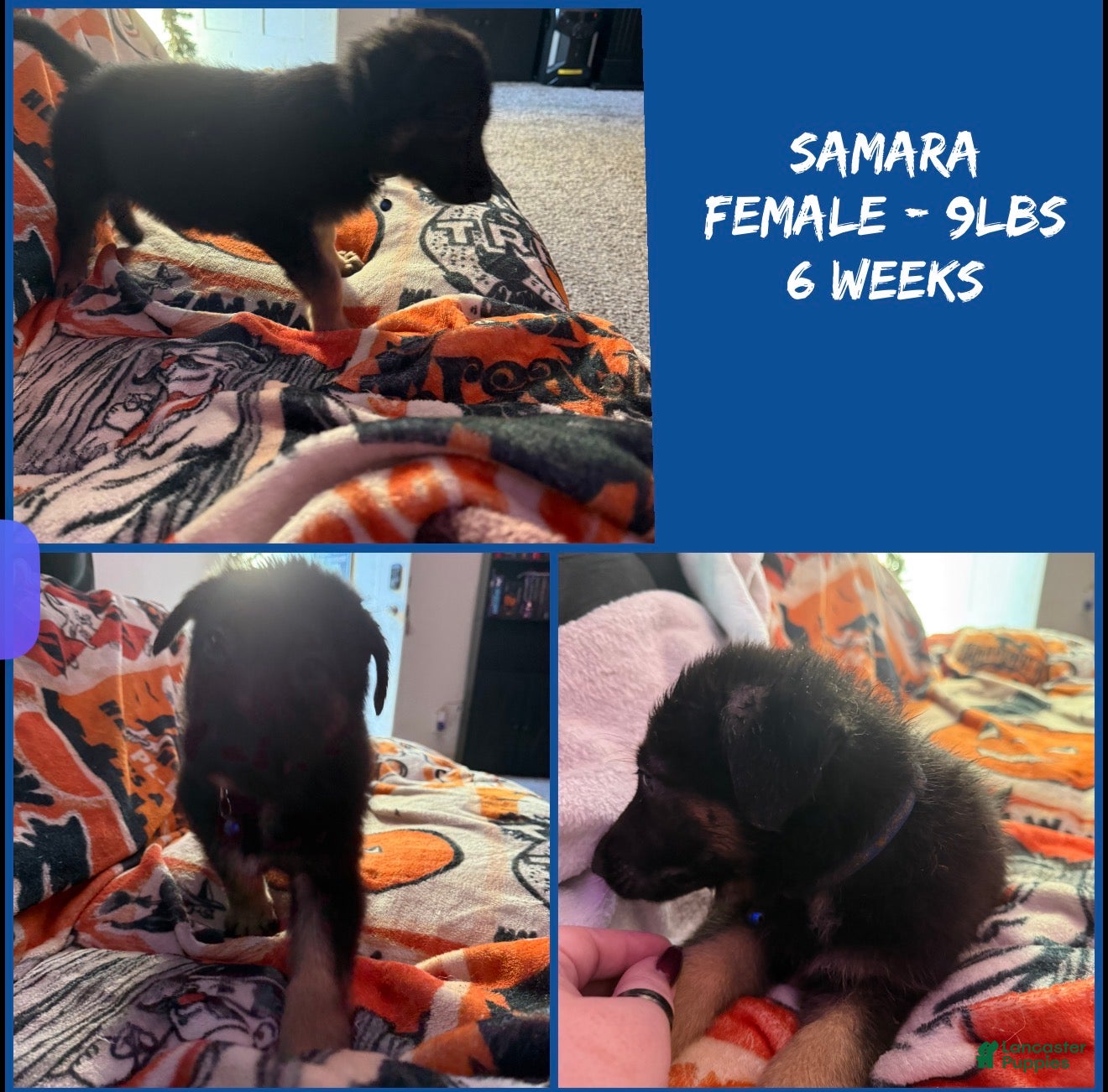 German Shepherd dogs Samara - Ad 1