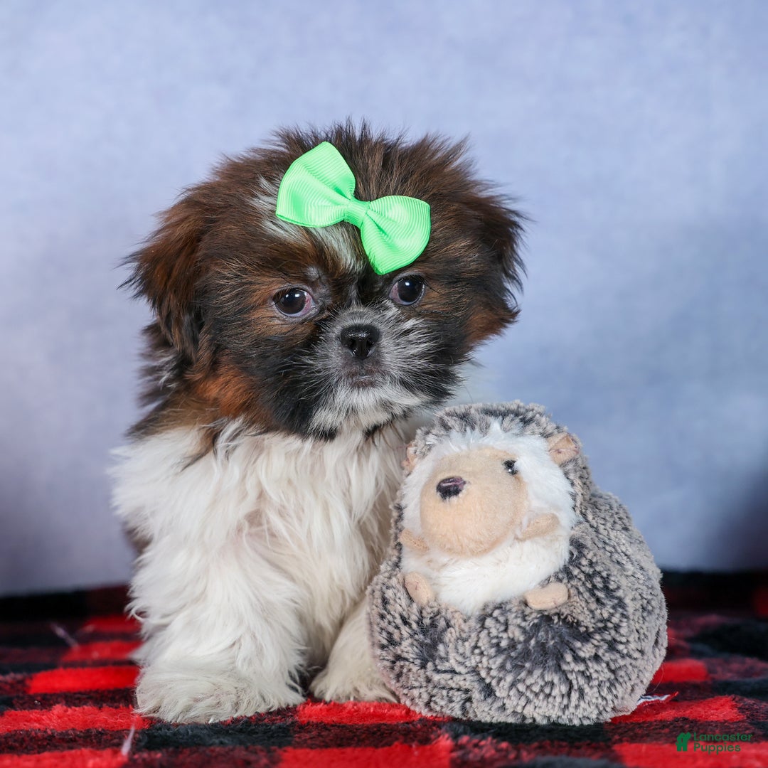 Shih Tzu dogs for sale: MARLEY - Ad 1