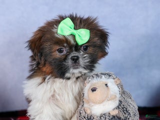 Shih Tzu dogs MARLEY - Ad 14