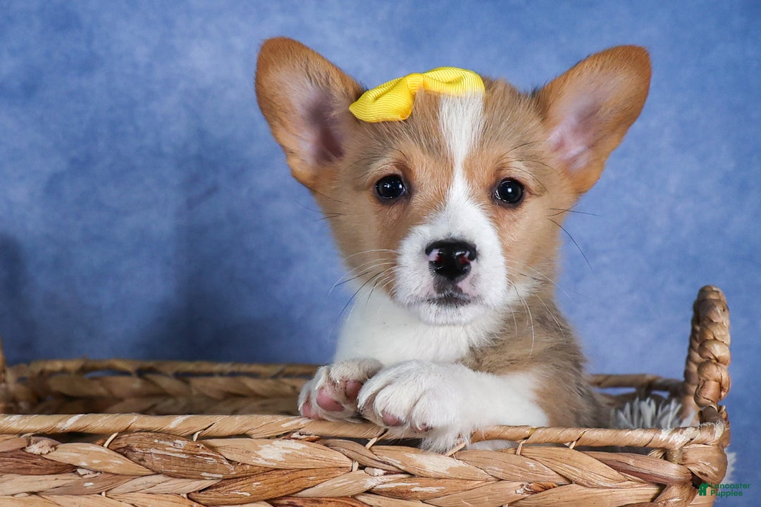 Welsh Corgi Pembroke dogs for sale: Monty - Ad 8