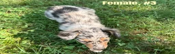 Australian Shepherd dogs for sale: Australian Shepherd 3 - Ad 2