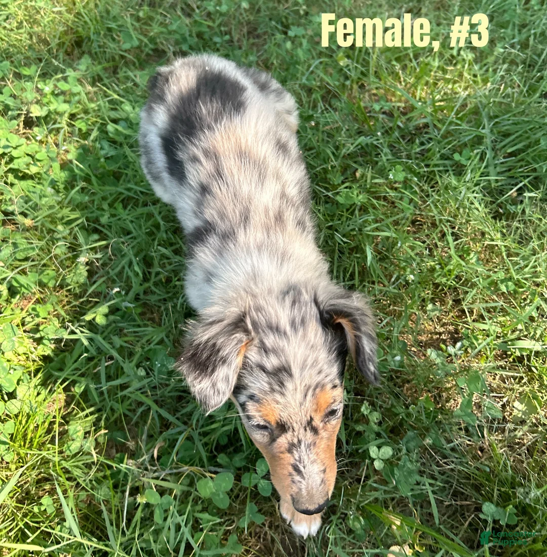 Australian Shepherd dogs for sale: Australian Shepherd 3 - Ad 2