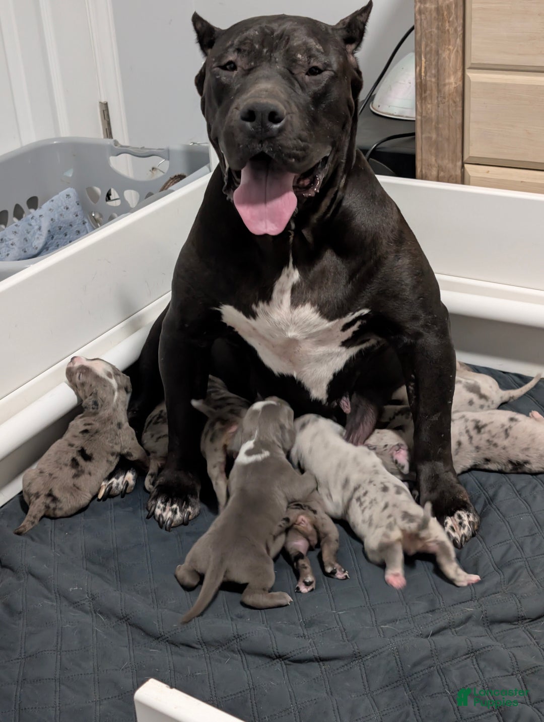 American Bully dogs for sale: XL American Bully female  - Ad 13