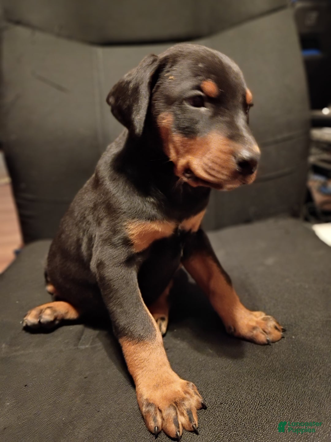 Doberman Pinscher dogs for sale: Gru - Ad 1