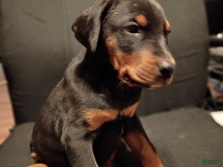 Doberman Pinscher dogs Gru - Ad 34