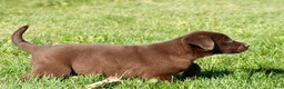 Labrador Retriever dogs for sale: Jackson - Ad 13