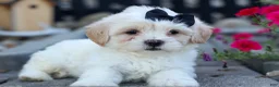 Teddy Bear dogs for sale: Bently 🐶 - Ad 19