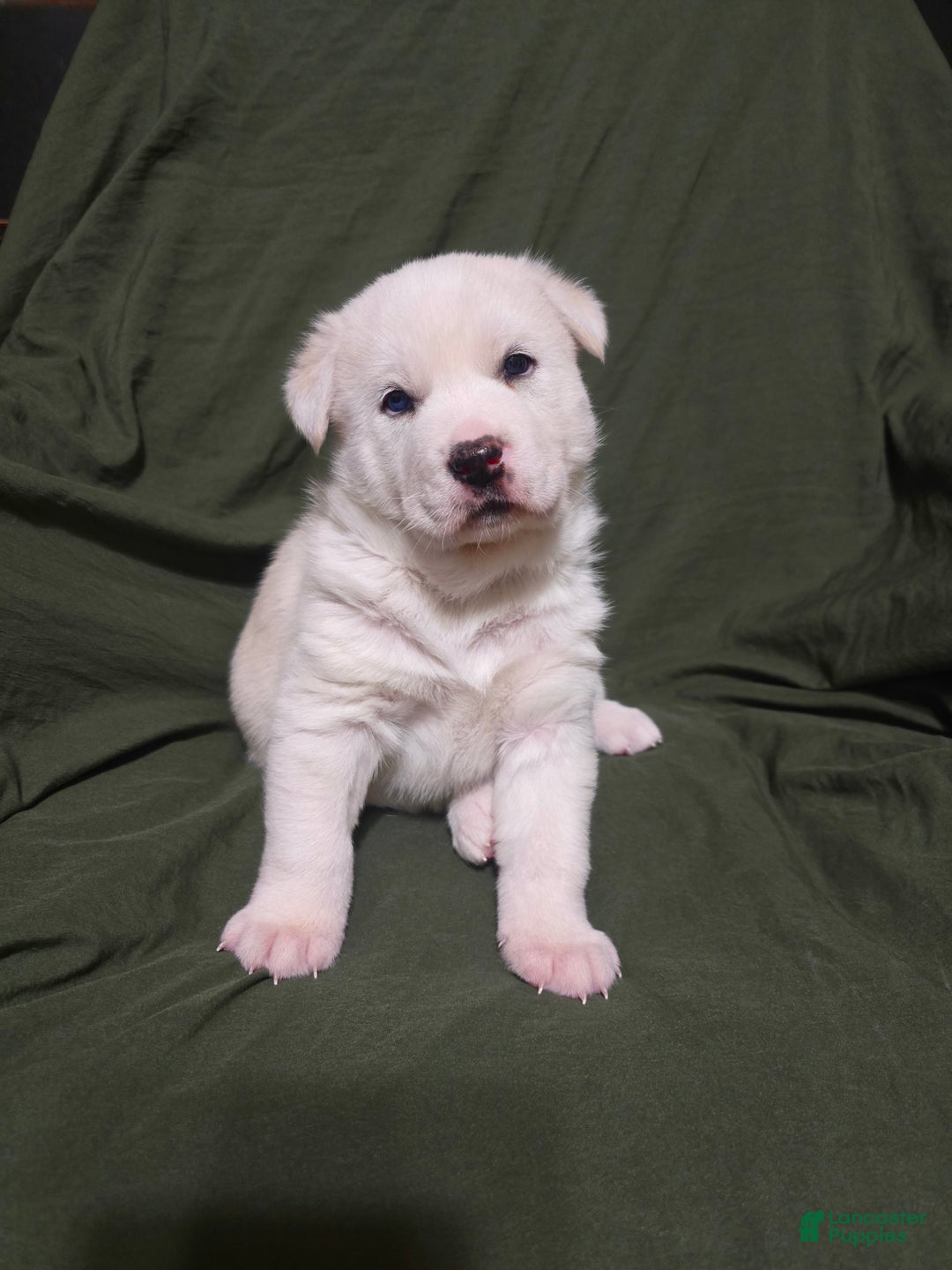 Mixed Breed dogs for sale: Inu - Ad 1