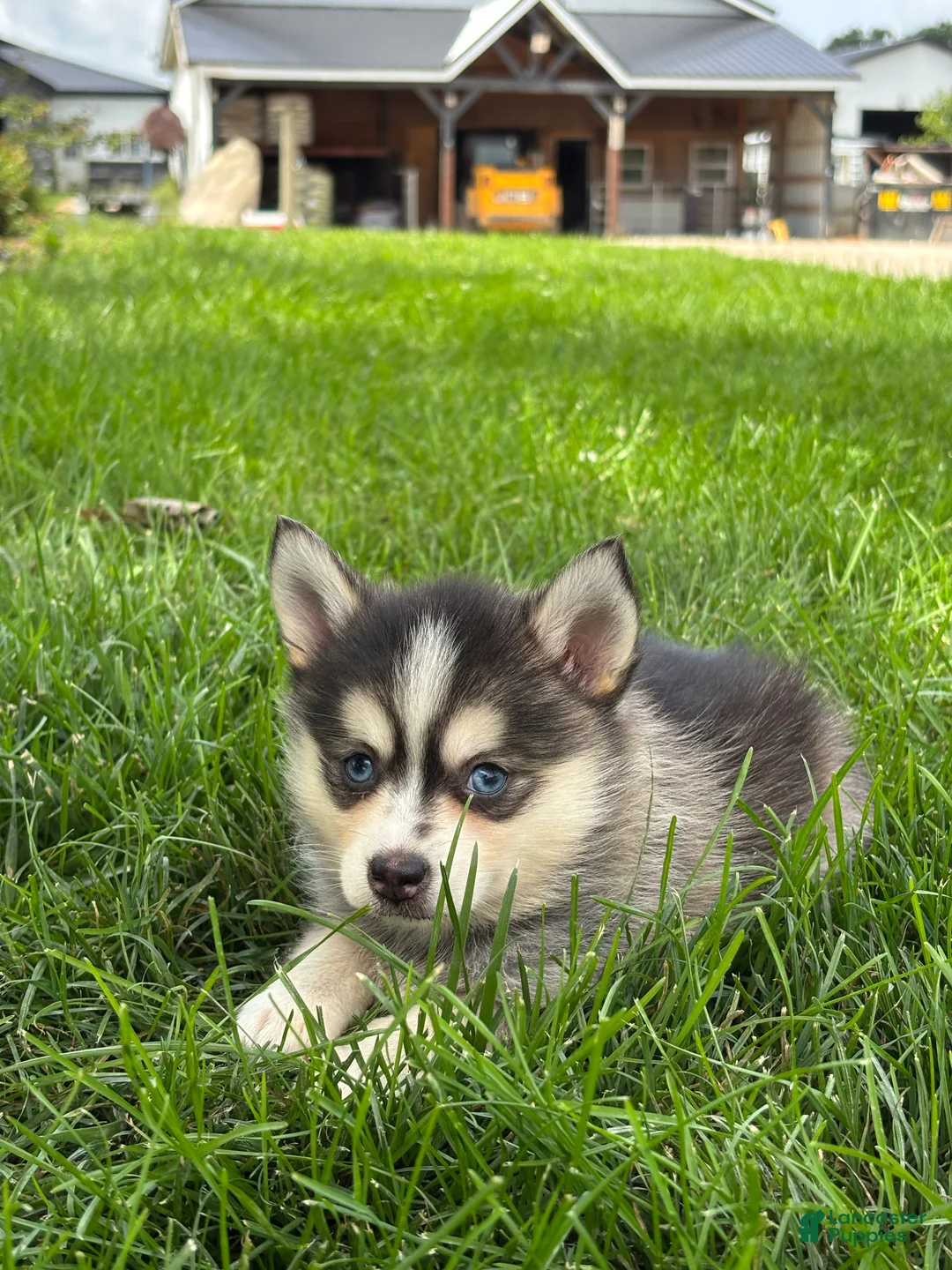 Pomsky dogs for sale: Dorthy - Ad 3
