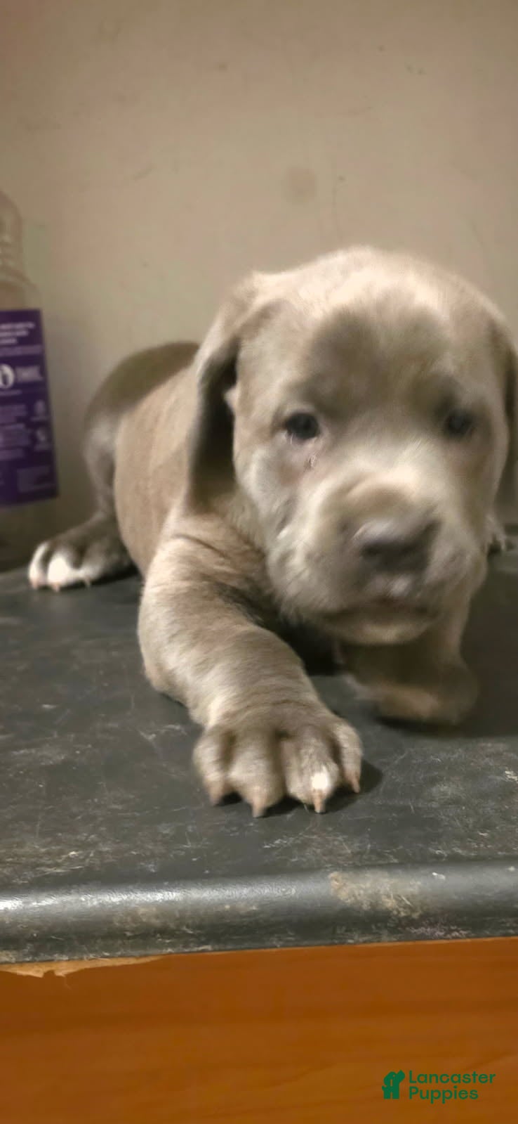 Cane Corso dogs Lexus - Ad 1