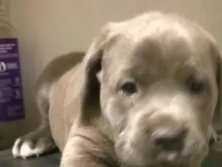 Cane Corso dogs for sale: Lexus - Ad 4