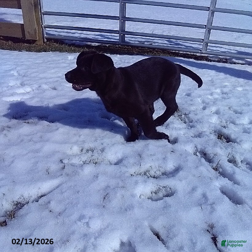Labrador Retriever dogs Twinkle - Ad 2