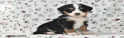 Bernedoodle dogs for sale: Boo - Ad 1