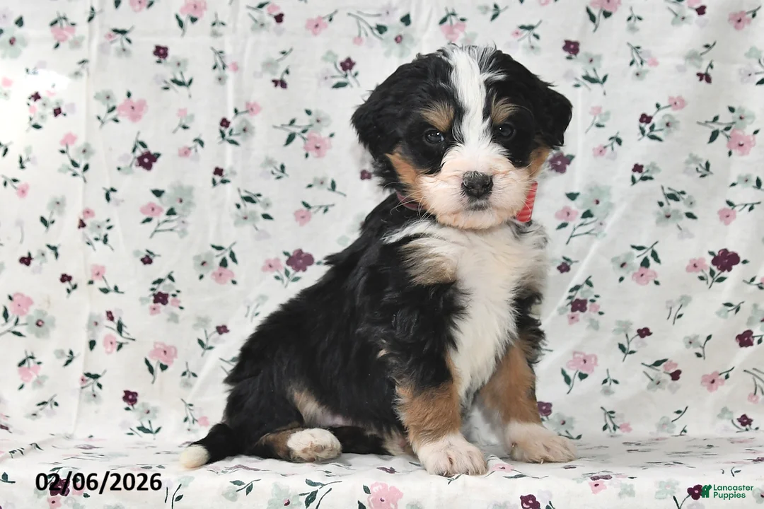 Bernedoodle dogs for sale: Boo - Ad 1