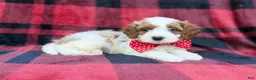 Cavapoo dogs for sale: Duke - Ad 6