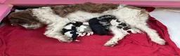 Labradoodle dogs for sale: Sage (Girl) - Ad 8