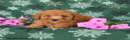 Toy Poodle dogs for sale: Tucker - Ad 3
