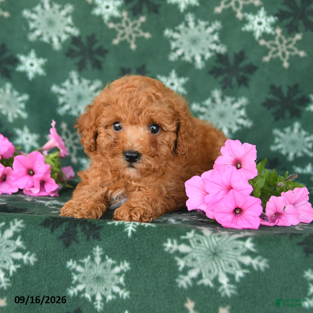 Toy Poodle dogs for sale: Tucker - Ad 3