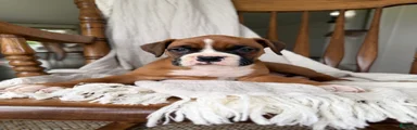 Myra 
