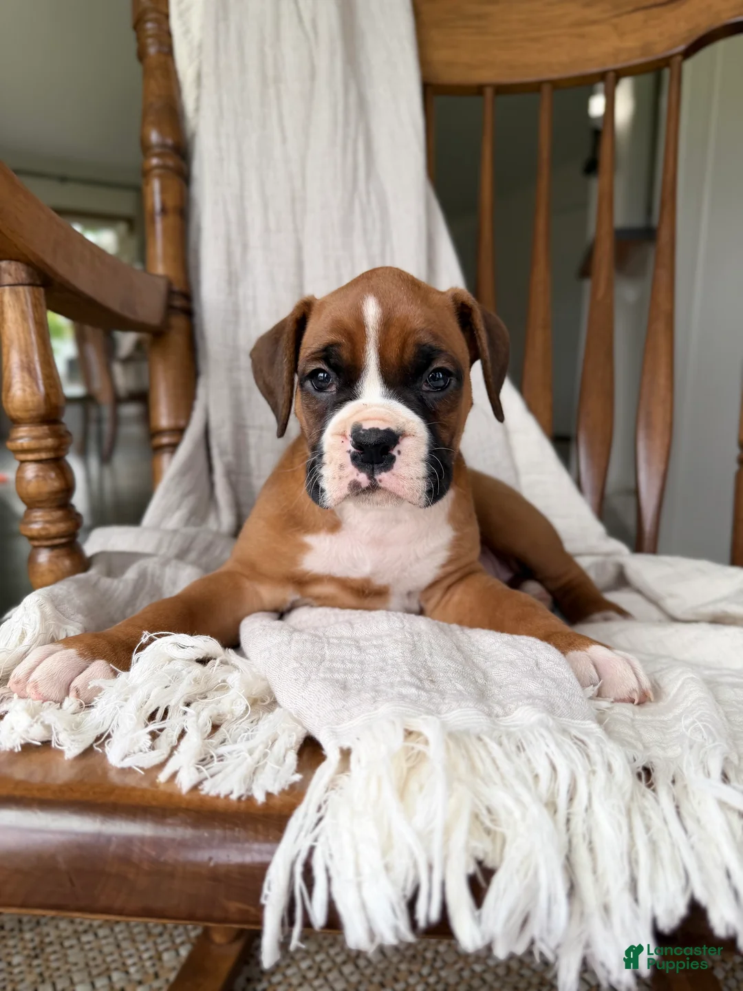 Boxer dogs for sale: Myra  - Ad 1