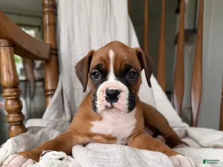 Boxer dogs for sale: Myra - Ad 2