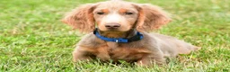 Miniature Dachshund dogs for sale: Bentley - Ad 8
