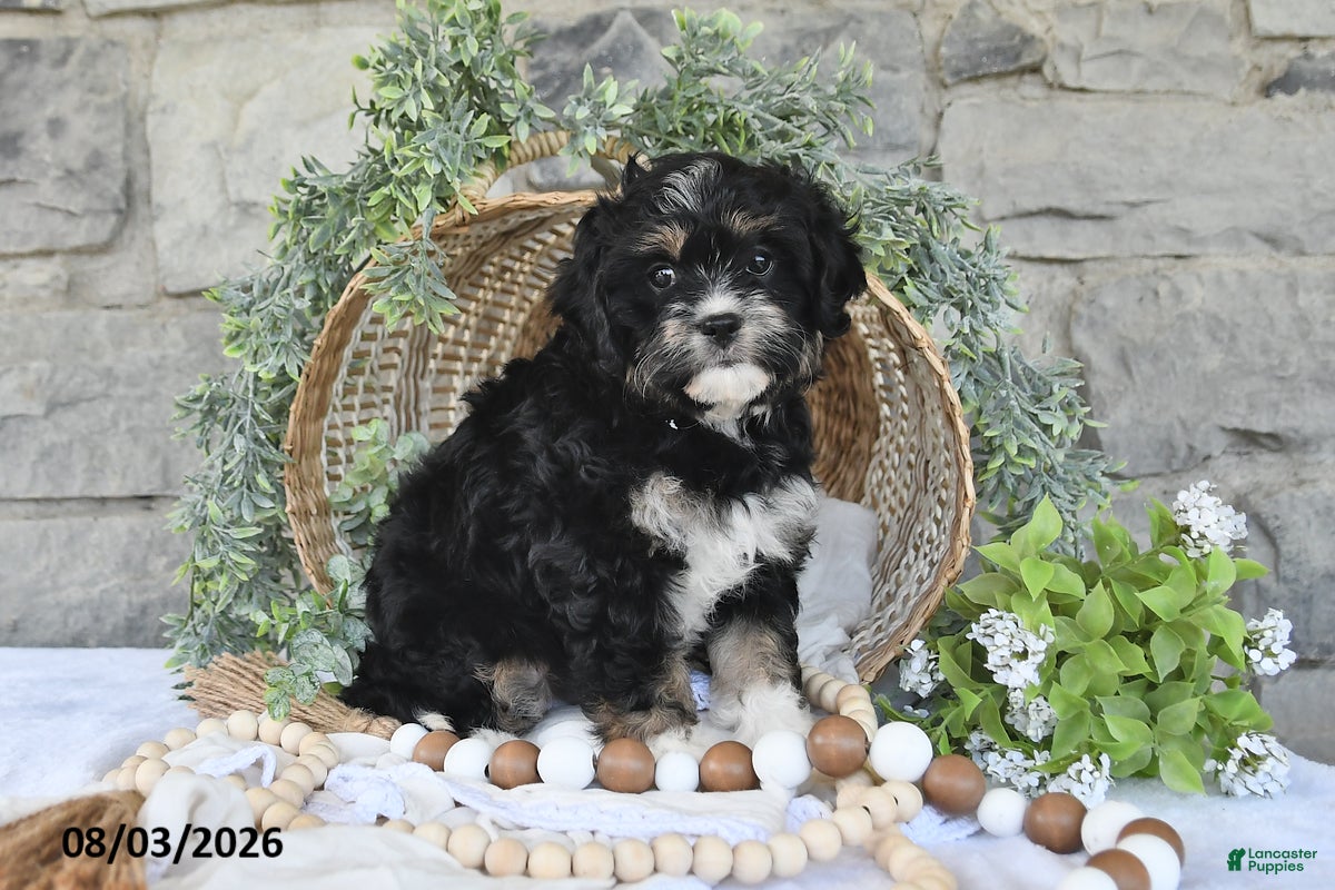 Mixed Breed dogs Sage - Ad 1