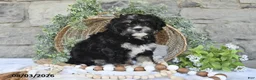 Mixed Breed dogs for sale: Sage - Ad 1