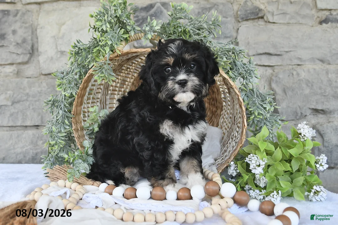 Mixed Breed dogs for sale: Sage - Ad 1