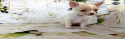 Chihuahua dogs for sale: Kora - Ad 4