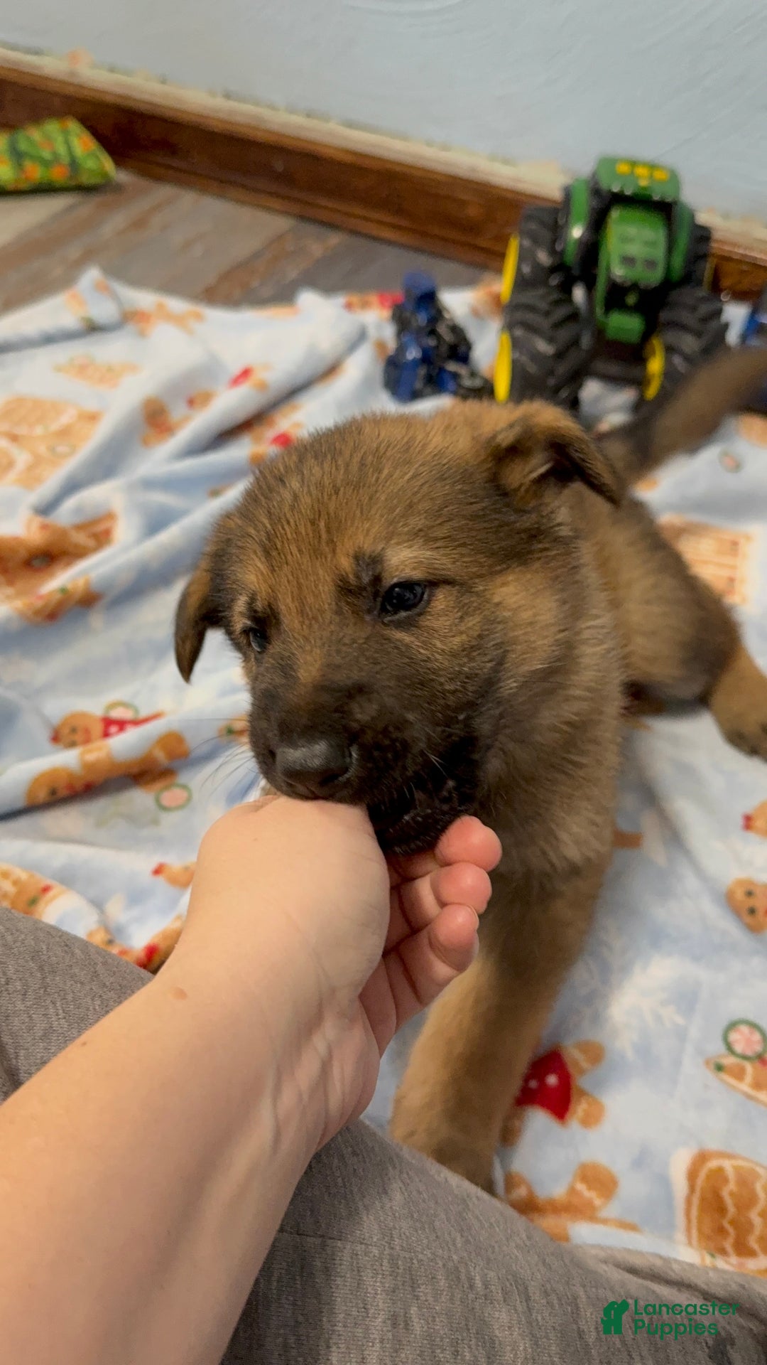 German Shepherd dogs for sale: Max - Ad 3