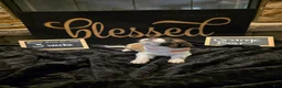 Mixed Breed dogs for sale: Orange Boy - Ad 6
