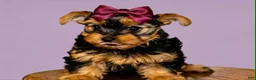 Yorkshire Terrier dogs for sale: Eva Gigi-AKC  Potty and Crate Trained  - Ad 8