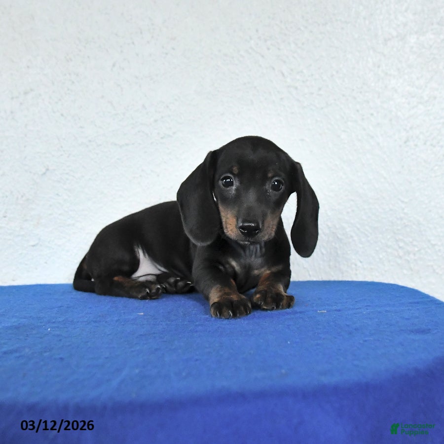 Miniature Dachshund dogs Milo - Ad 2