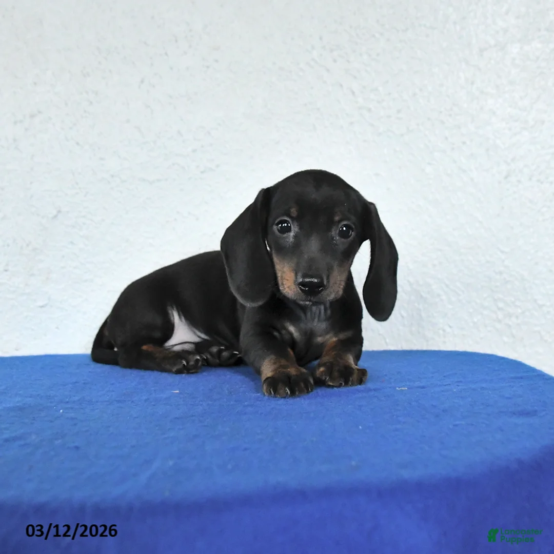 Miniature Dachshund dogs for sale: Milo - Ad 2