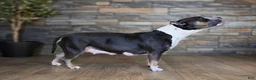 American Bully dogs for sale: American Bully 5 - Ad 29