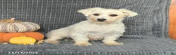 Maltipoo dogs for sale: Willy - Ad 6