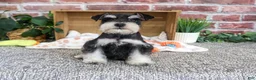 Miniature Schnauzer dogs for sale: Jacob - Ad 5