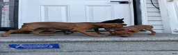 Miniature Pinscher dogs for sale: Miniature Pinscher 1 - Ad 2