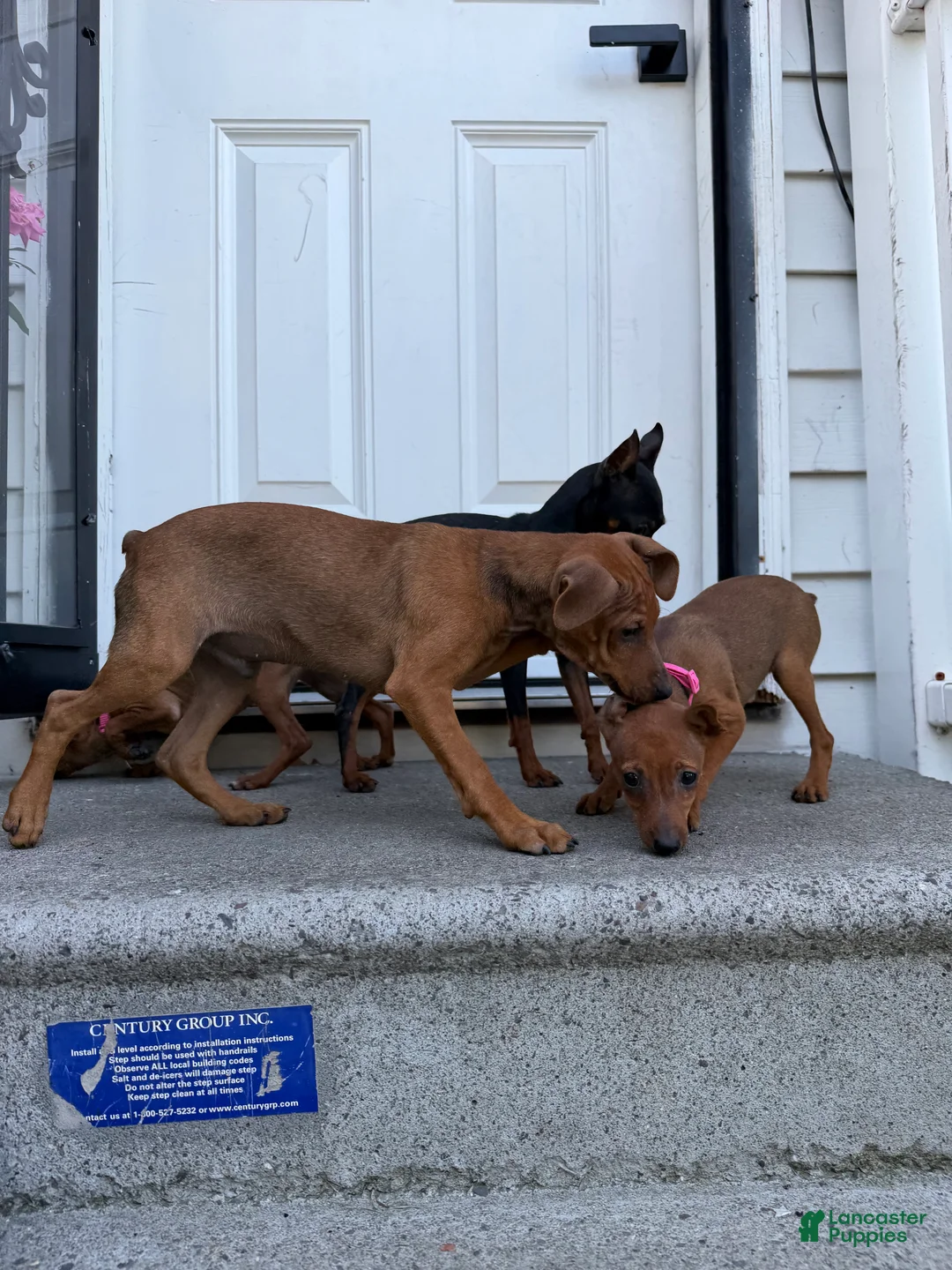 Miniature Pinscher dogs for sale: Miniature Pinscher 1 - Ad 2