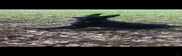 German Shepherd dogs for sale: Diesel  - Ad 3