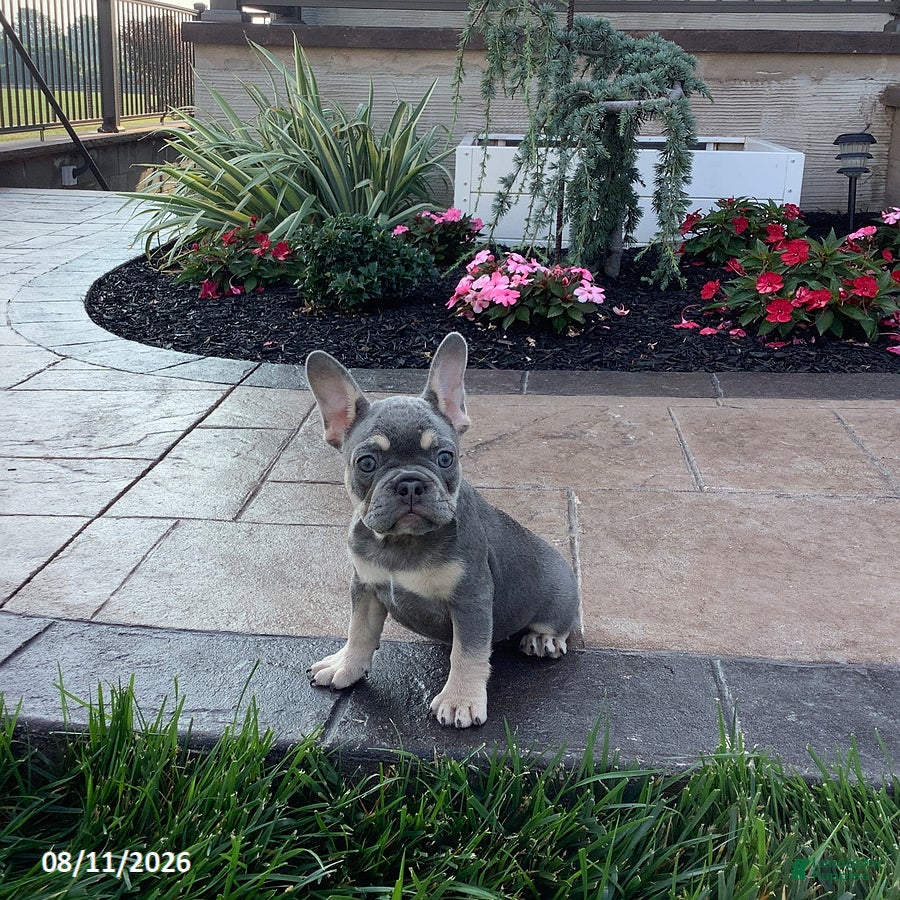 French Bulldog dogs Jackie - Ad 1