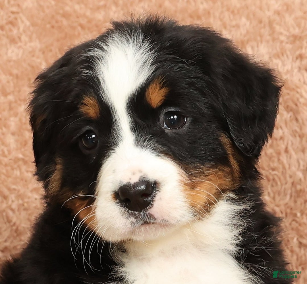 Bernese Mountain Dog dogs for sale: Claire - Ad 9
