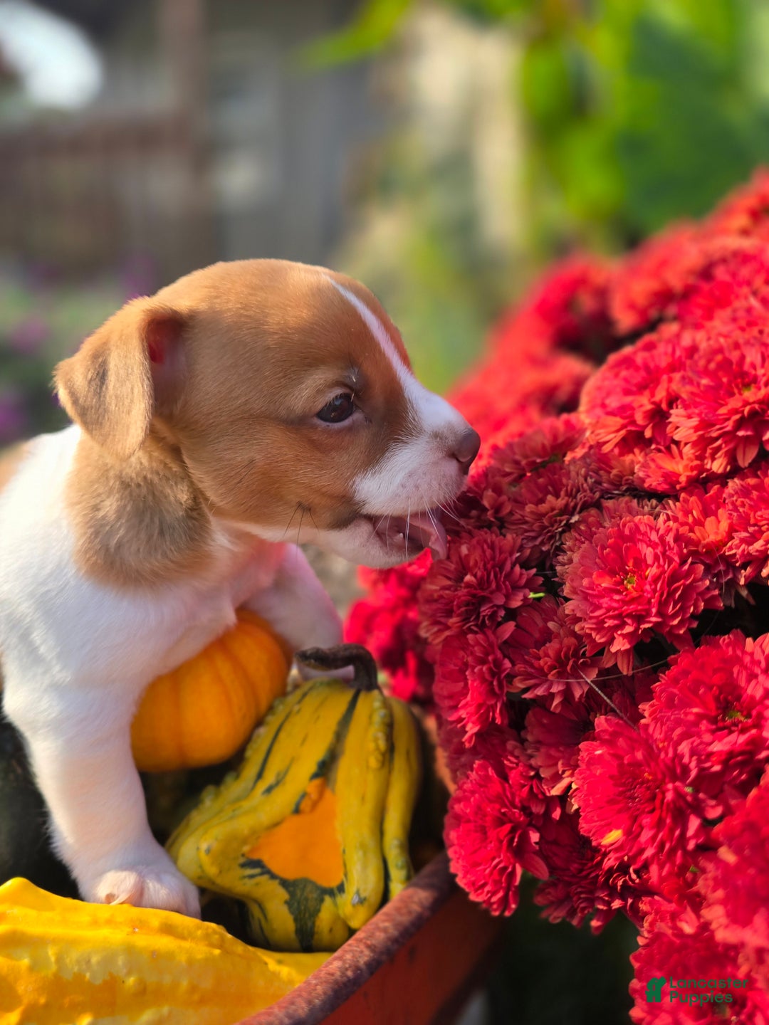 Jack Russell Terrier dogs for sale: Max - Ad 4